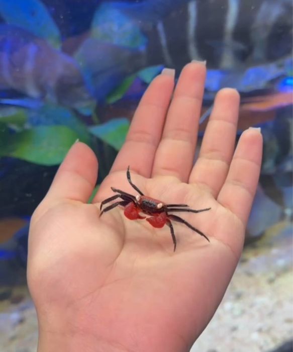 Продаются  краб-вампир Geosesarma.