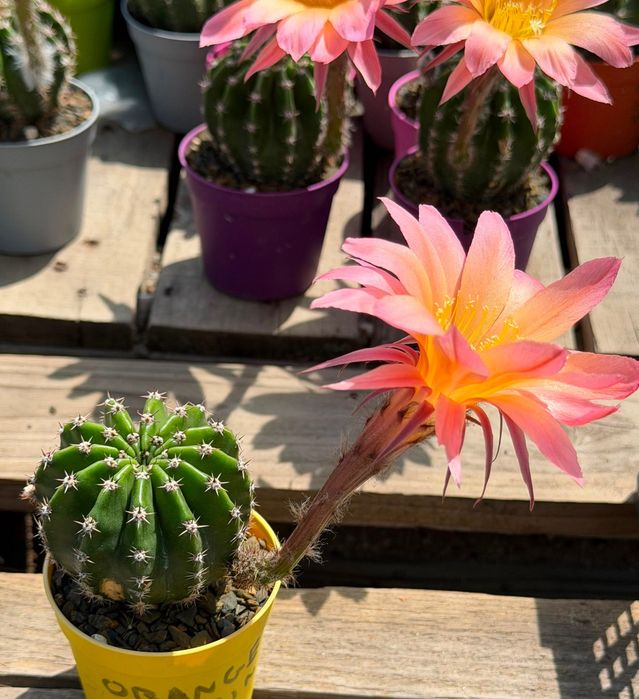 Цъфтящи кактуси вид Echinopsis Hybrid Ombre преливащи се цветове розов оранжев жълт цъфтеж рядък вид растение