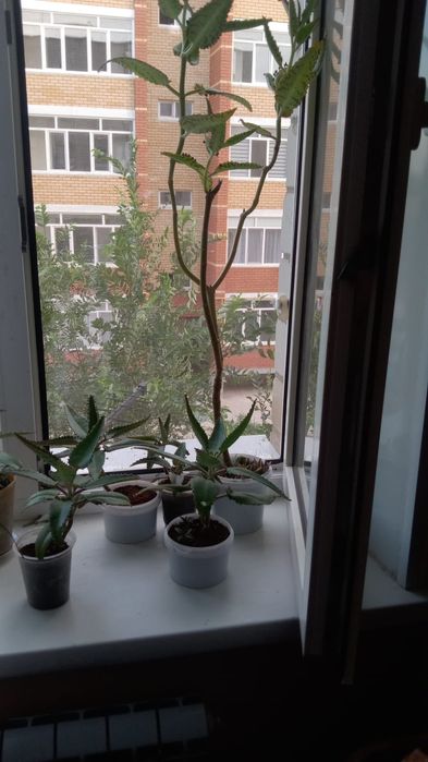 Продам    каланхоэ