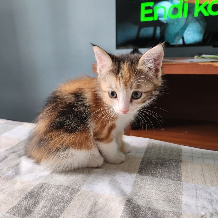 Отдам 2 котёнка в хорошие руки