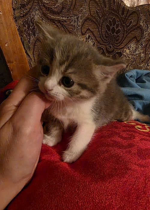 Отдам котят в добрые руки