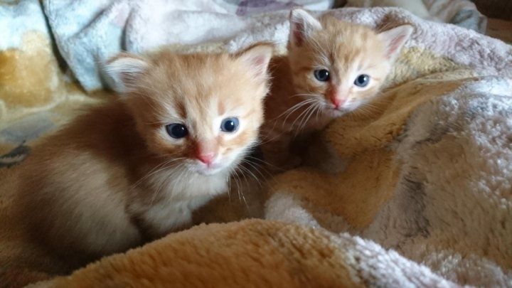 Котята в добрые руки. Термез.