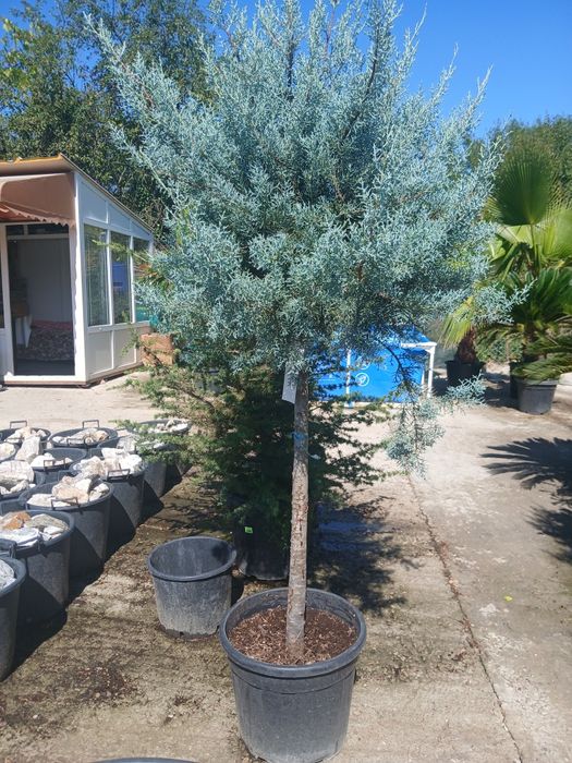 Plante oralamentale crescute la ghiveci