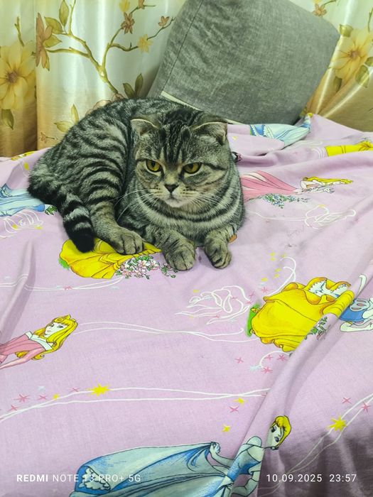 Отдам кошку скотч вислоухая бретанка