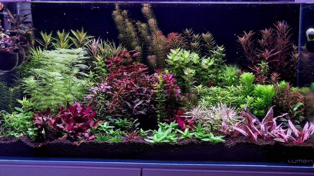 Plante de acvariu frumoase și sănătoase.