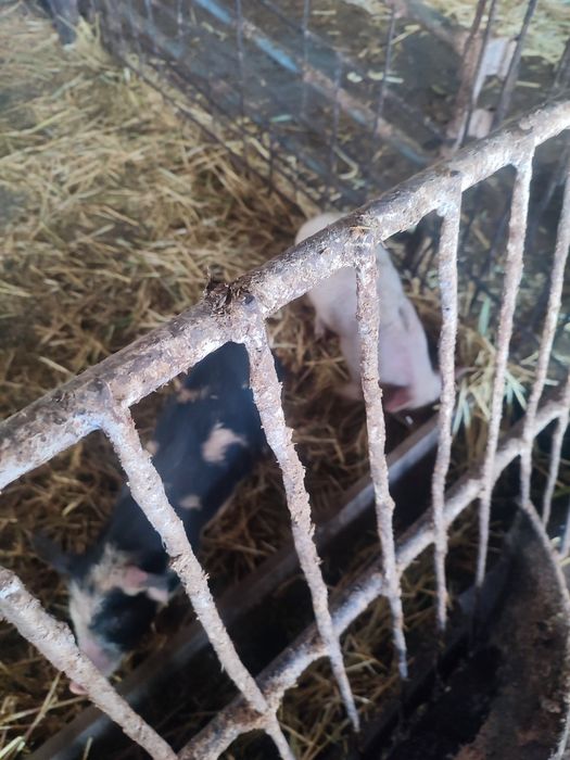 Продам поросят 2 месячных