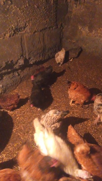 Куицы несушки