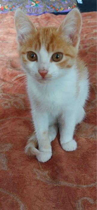 Отдам в добрые руки котенка девочка