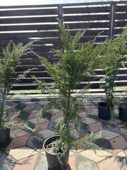 Brăduți ornamentali (Ienupar & Leylandii) de la 25 lei/buc