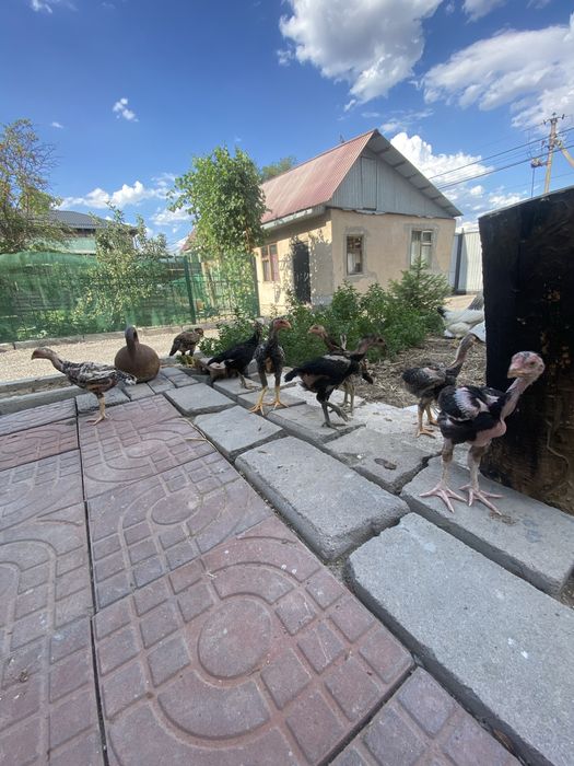 2айлык мыкты балапандар срочно сатылады