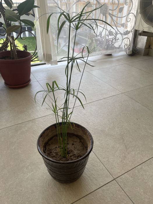 Циперус домашнее ростение