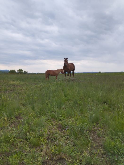 Vând cal și ponei