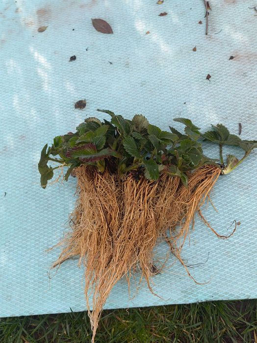 Разсад ягоди "Клери"