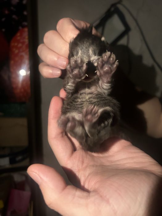 Кошка. Котята. Милые. Пушистые.