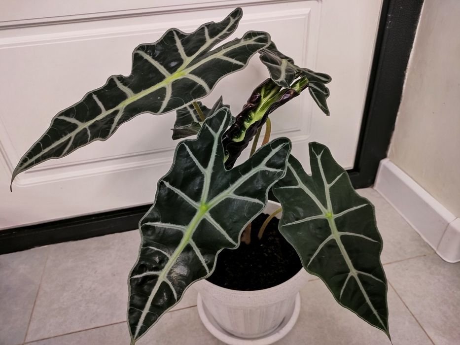 Комнатные растения, доставка.