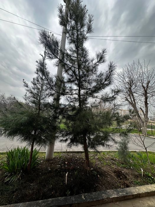 Сосна не молодая