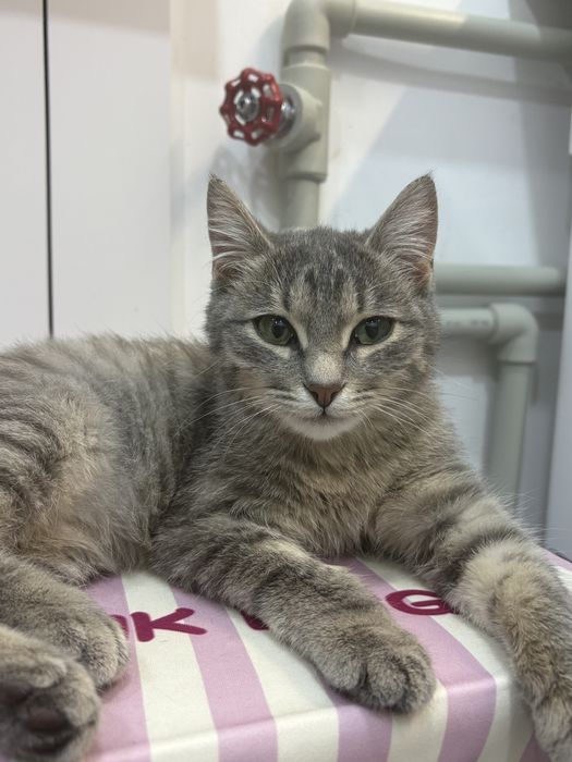 Кошечка Бася ищет добрые руки