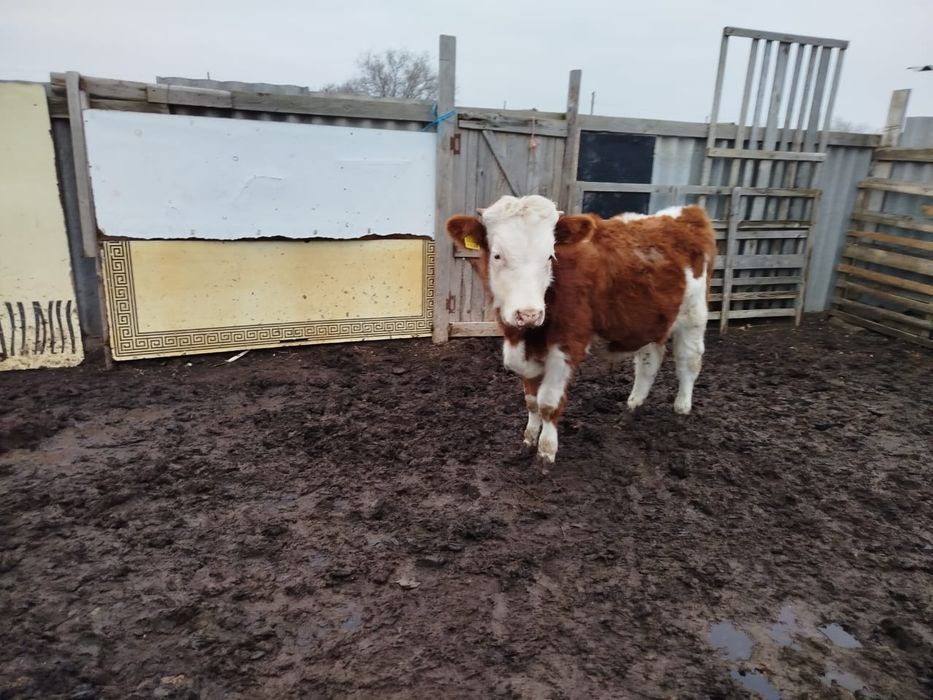 Баспак сатылады  еркек