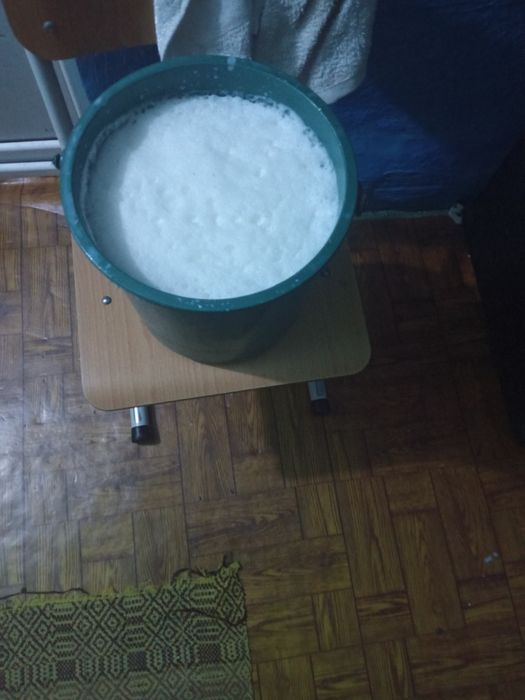 Vaca de vanzare gestanta