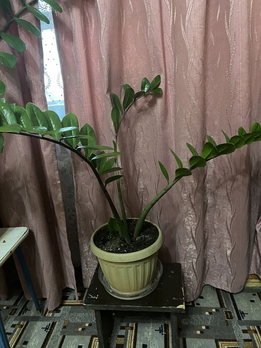 Цветок Замиокулькас