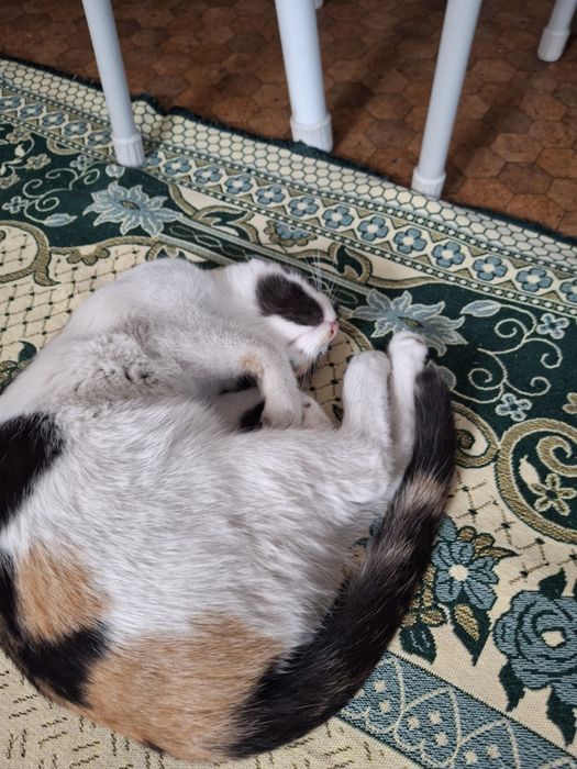 Ласковые девочки ищут дом