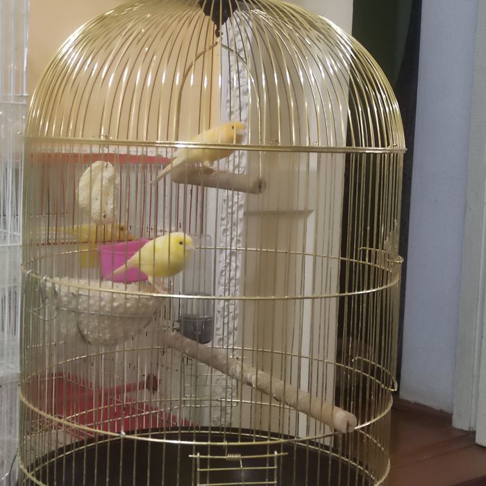 Конарейкалар сотилади