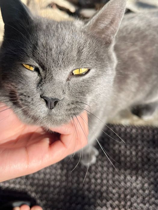 Очень ласковый котик