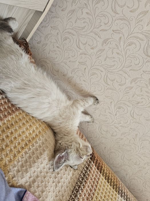 Котенок ( девочка, видимо породистая)