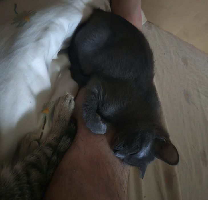 Donez pui de pisicuță