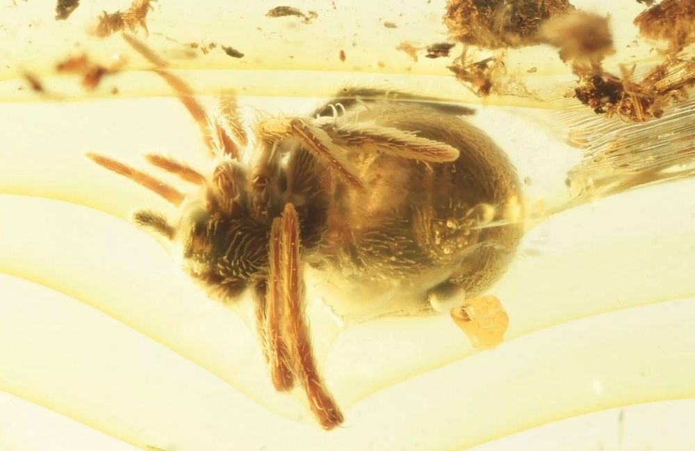 Уникален Балтийски кехлибар с фосил,отлично съхранен паяк Araneae