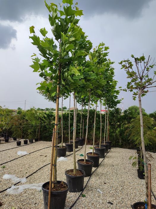 Catalpa,platan, photinia