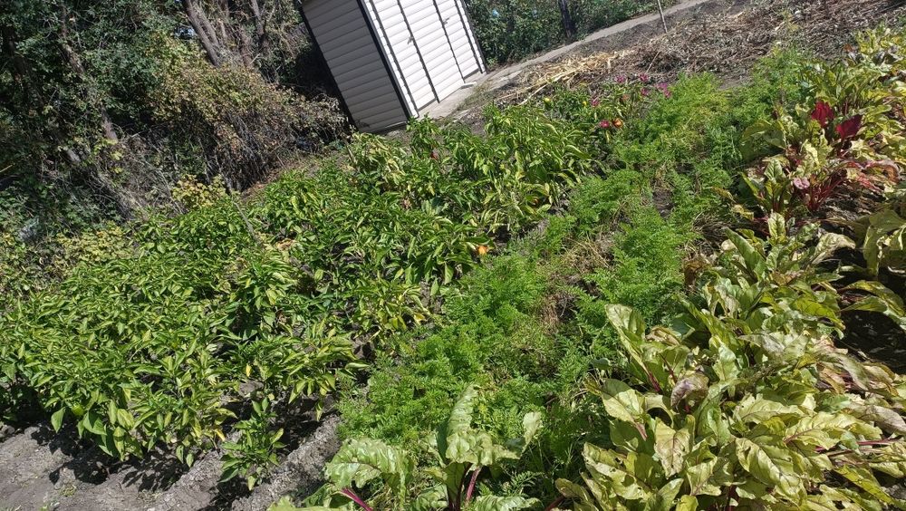 Продам дачу со всеми насаждениями