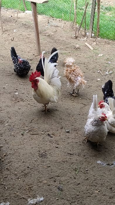 Familii chaboo albe și bobate