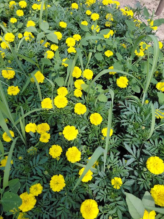 Лаванда Махровый Тимян вазелик  Размарин