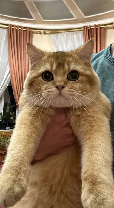 Moslashuvchan qizlar mushuklarini yalaydilar