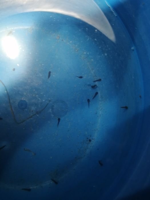 Мольки лягушки, домашней