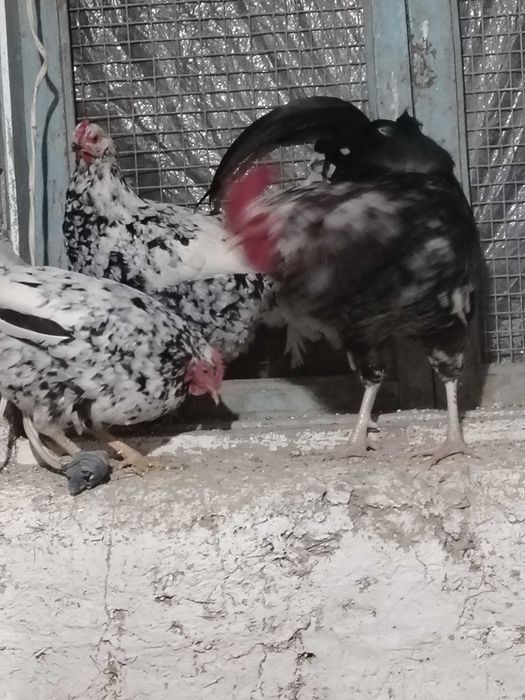 Xonaki parodali tovuqlari sotladi