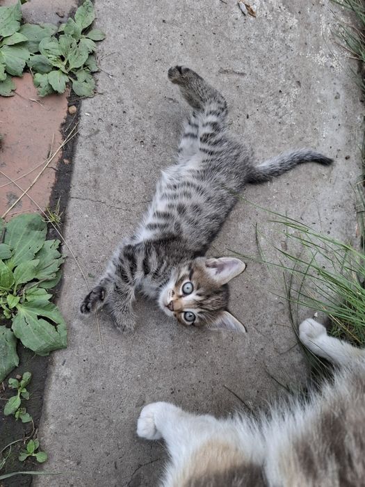 Отдам в добрые руки
