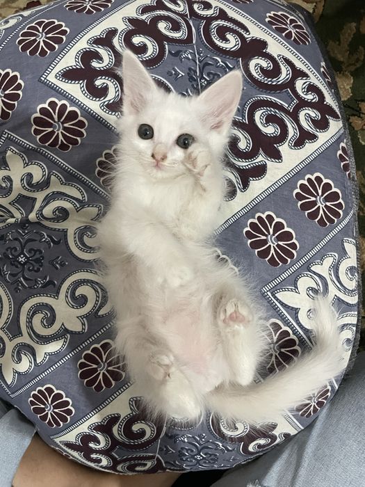 Белые котята. Девушки