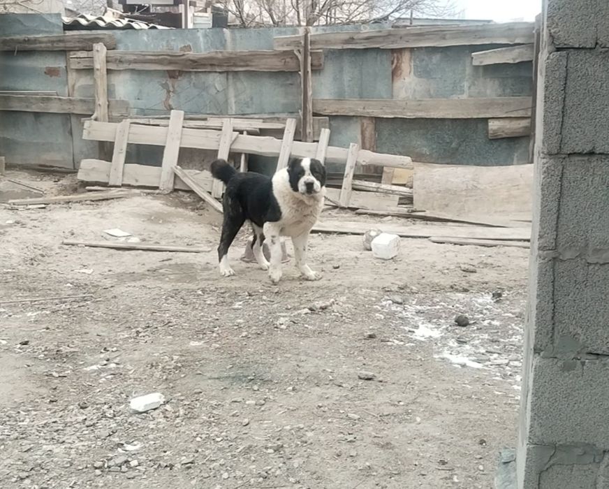 Ит сатылады мінезі жақсы