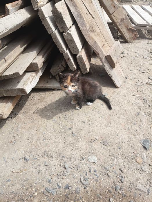 Котята бесплатно.