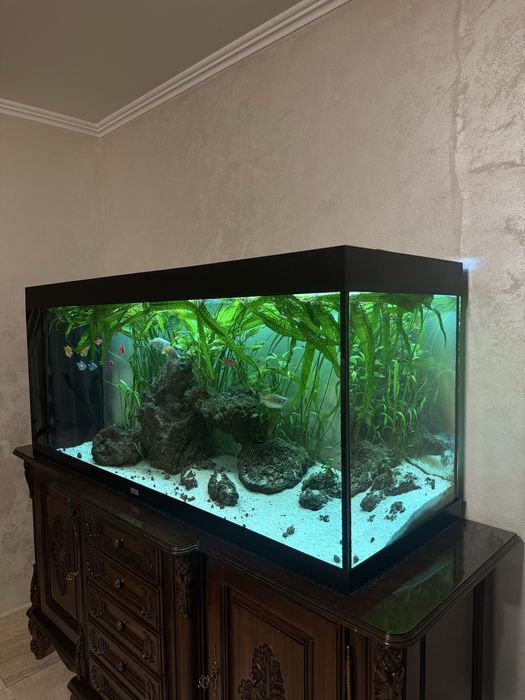 Acvariu Juwel 150 lungime/66 inaltime/50 latime