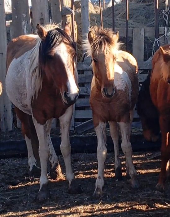 Буаз дөнежін бие ұрғашы жабағысымен сатылады