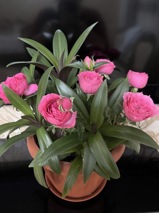 Цветы комнатные домашние