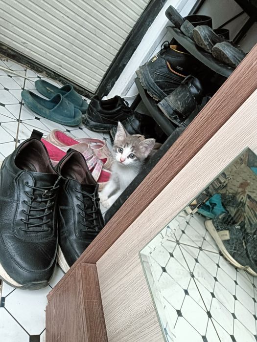 Отдам в хорошие руки