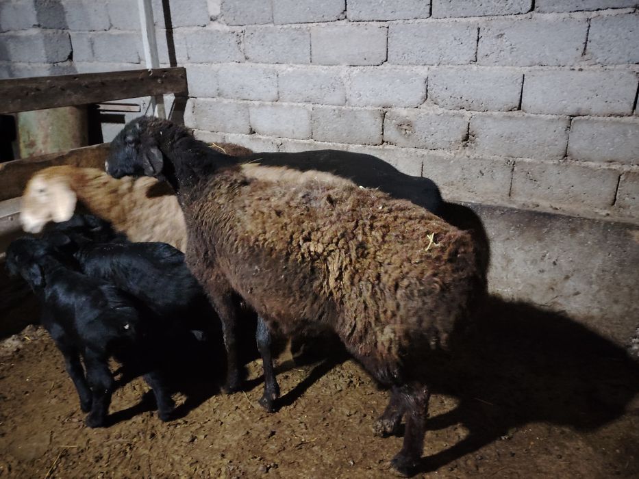 Ona bola qo'ylar sotiladi