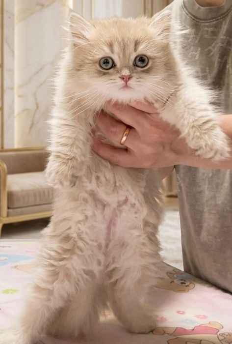 Котенок Манчкин с Родословной.