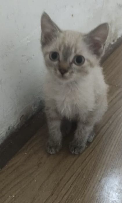 Отдаем котят разнополых