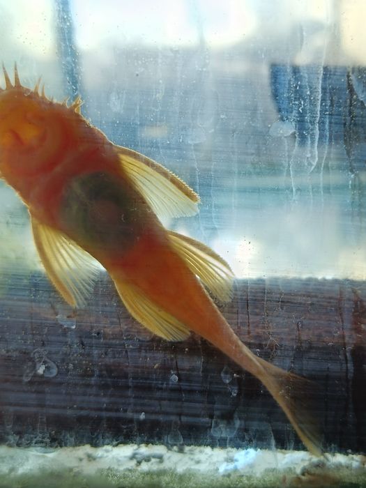 Сомики анциструсы Рэд самцы