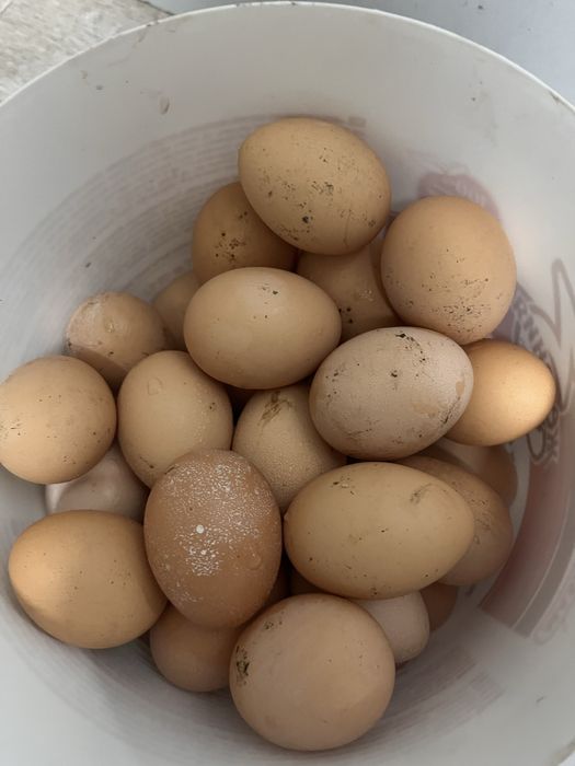 Продам яйца домашние